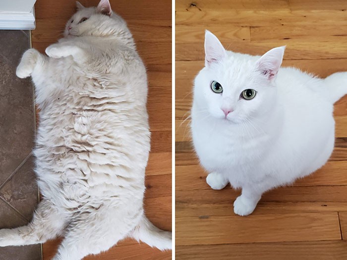 37 impressionantes transformações de perda de peso de gato 34