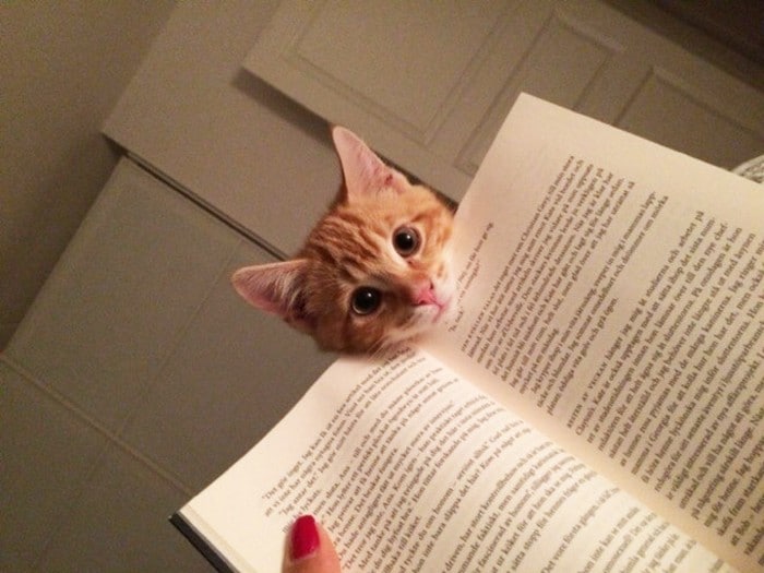 Quando os donos de gatos tentam ler (22 fotos) 2