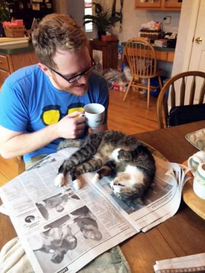 Quando os donos de gatos tentam ler (22 fotos) 6