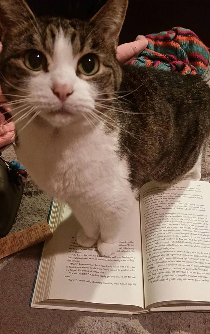 Quando os donos de gatos tentam ler (22 fotos) 7