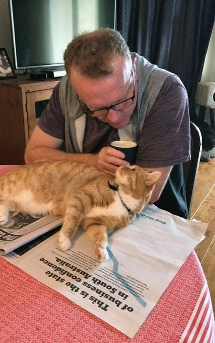 Quando os donos de gatos tentam ler (22 fotos) 10