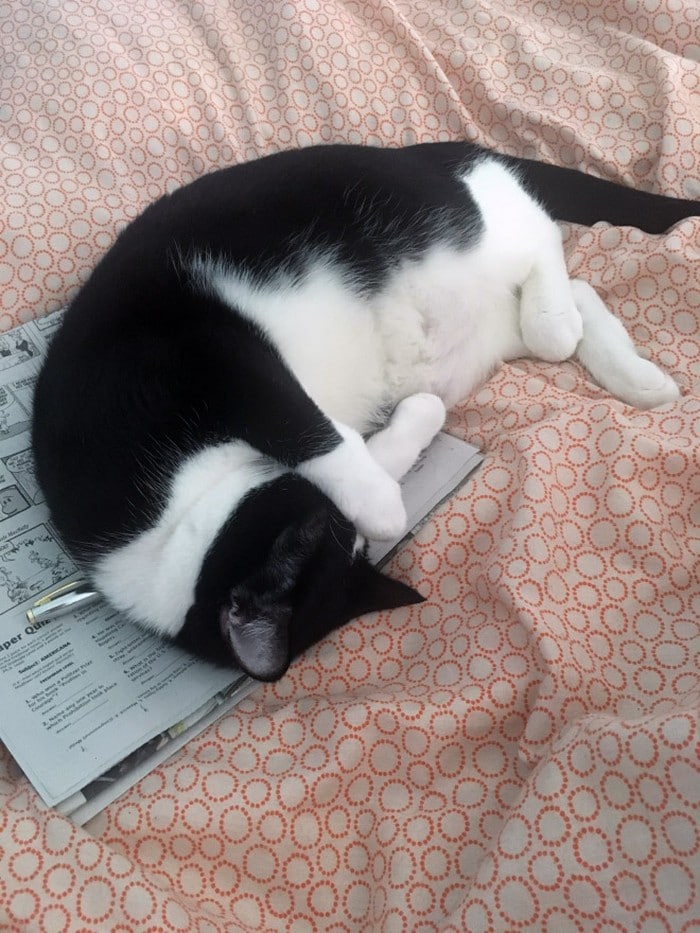 Quando os donos de gatos tentam ler (22 fotos) 15