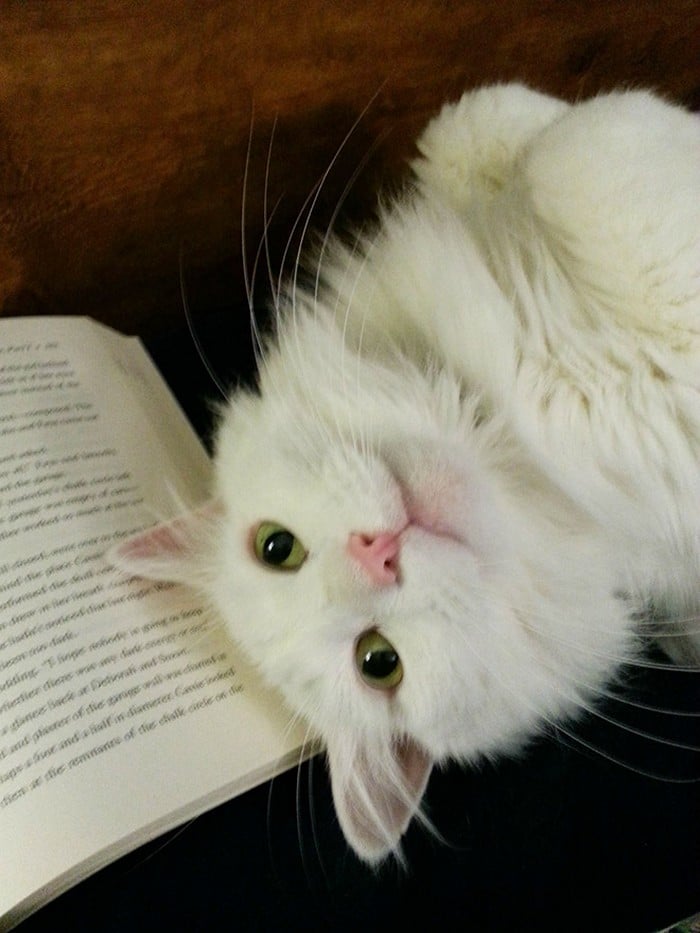 Quando os donos de gatos tentam ler (22 fotos) 17