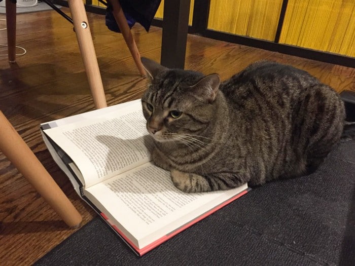 Quando os donos de gatos tentam ler (22 fotos) 18