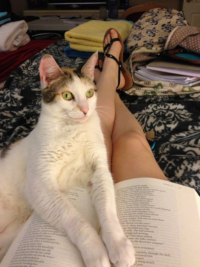 Quando os donos de gatos tentam ler (22 fotos) 19