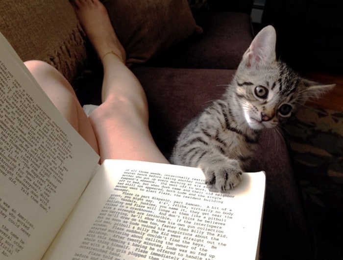 Quando os donos de gatos tentam ler (22 fotos) 20