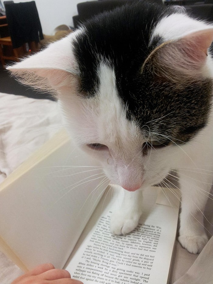 Quando os donos de gatos tentam ler (22 fotos) 21