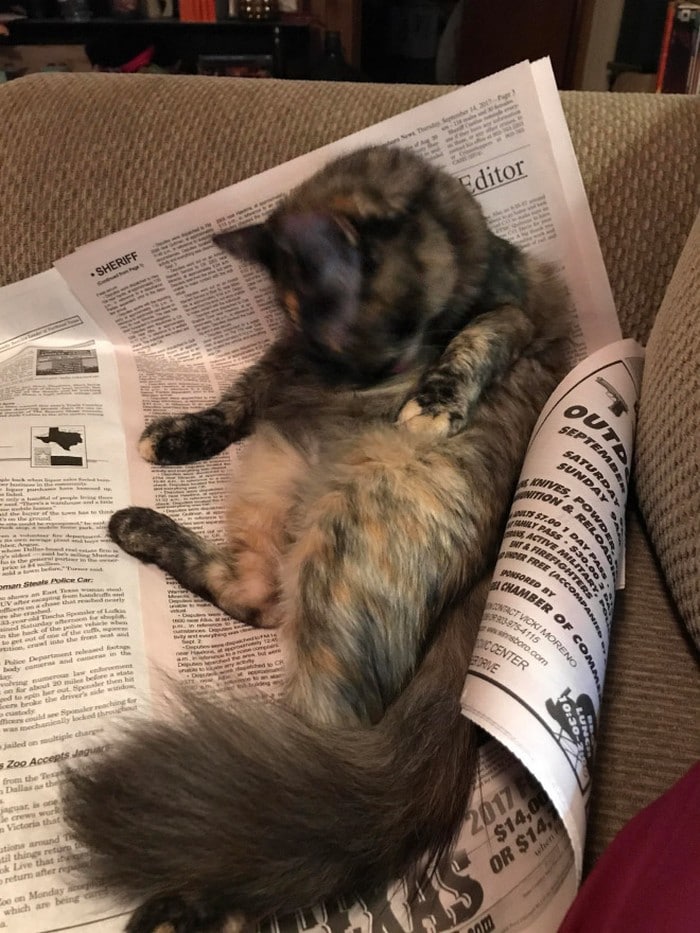 Quando os donos de gatos tentam ler (22 fotos) 22