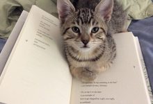 Quando os donos de gatos tentam ler (22 fotos) 12