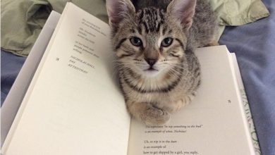 Quando os donos de gatos tentam ler (22 fotos) 5