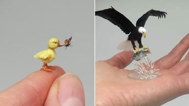 40 animais em miniatura criados pelo renomado artista Fanni Sandor 5