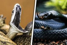 10 cobras mais perigosas do mundo 47