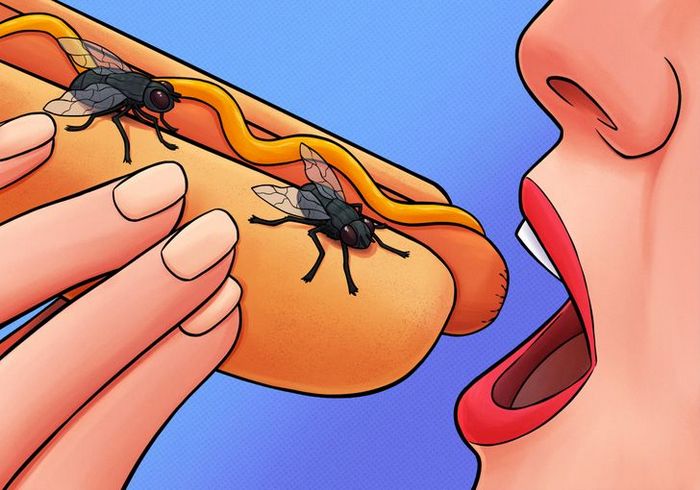 4 coisas que acontece quando uma mosca pousa na sua comida 2