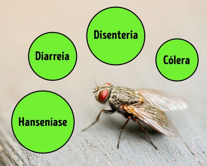 4 coisas que acontece quando uma mosca pousa na sua comida 4