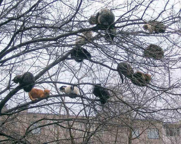 34 gatos que dominam a arte de dormir nas árvores 2