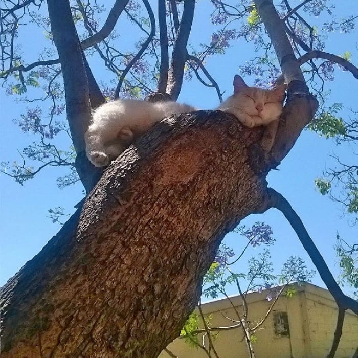 34 gatos que dominam a arte de dormir nas árvores 5