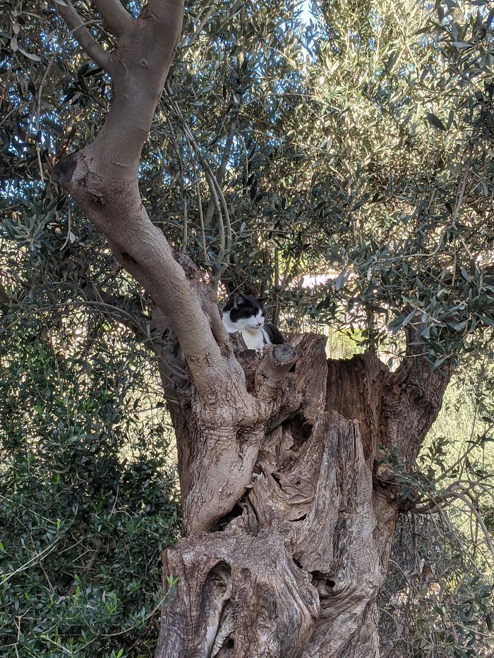 34 gatos que dominam a arte de dormir nas árvores 6