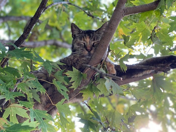 34 gatos que dominam a arte de dormir nas árvores 7