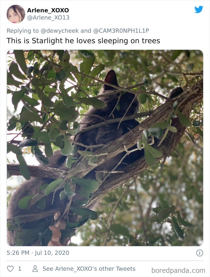 34 gatos que dominam a arte de dormir nas árvores 9