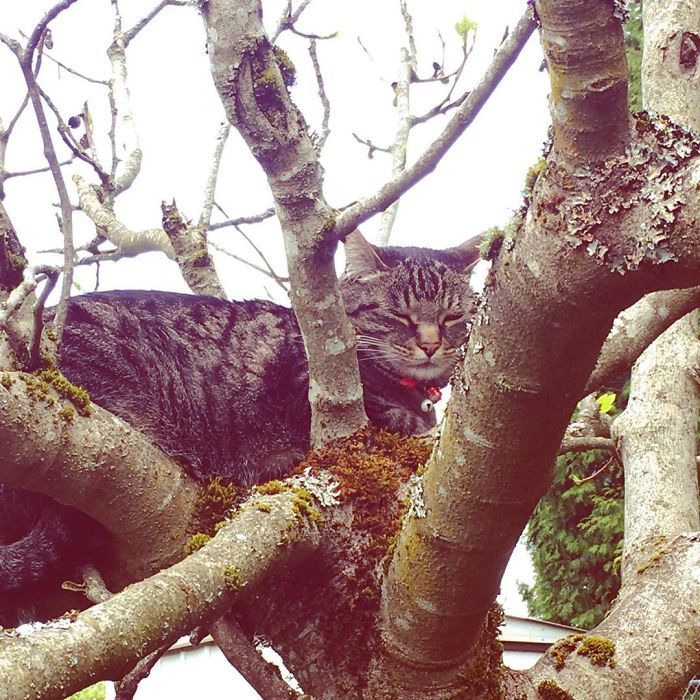 34 gatos que dominam a arte de dormir nas árvores 10