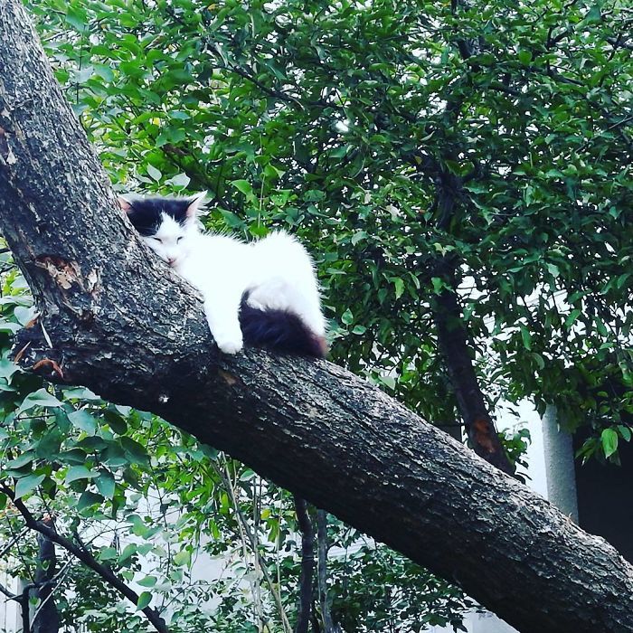 34 gatos que dominam a arte de dormir nas árvores 12