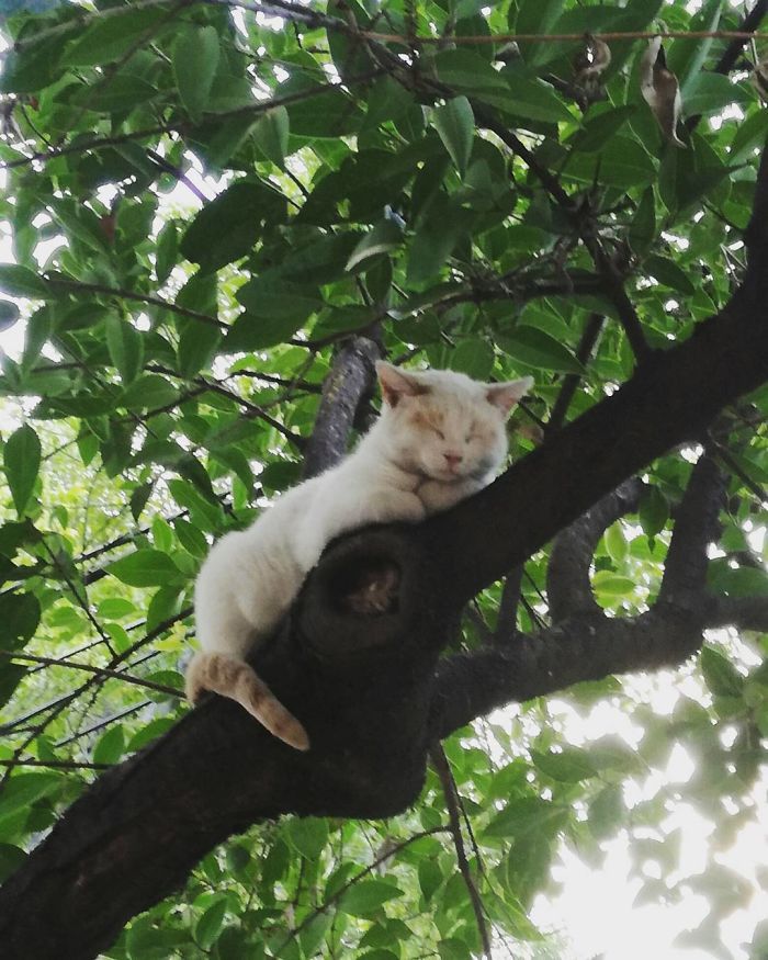 34 gatos que dominam a arte de dormir nas árvores 13