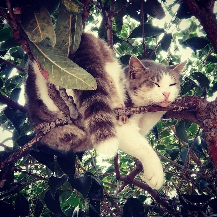 34 gatos que dominam a arte de dormir nas árvores 15