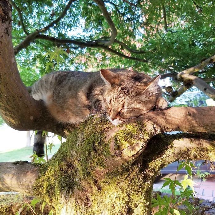 34 gatos que dominam a arte de dormir nas árvores 17