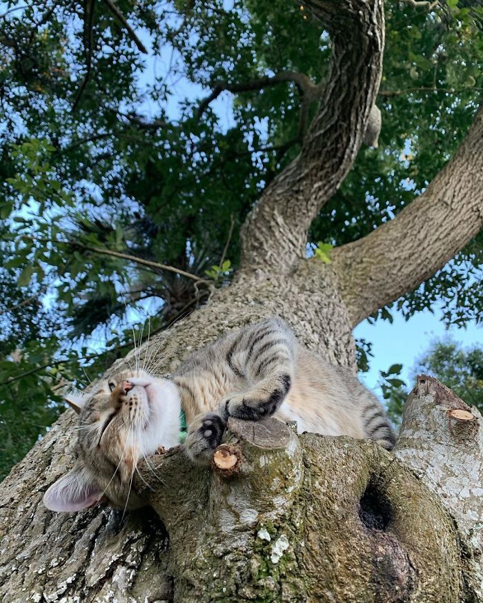 34 gatos que dominam a arte de dormir nas árvores 19