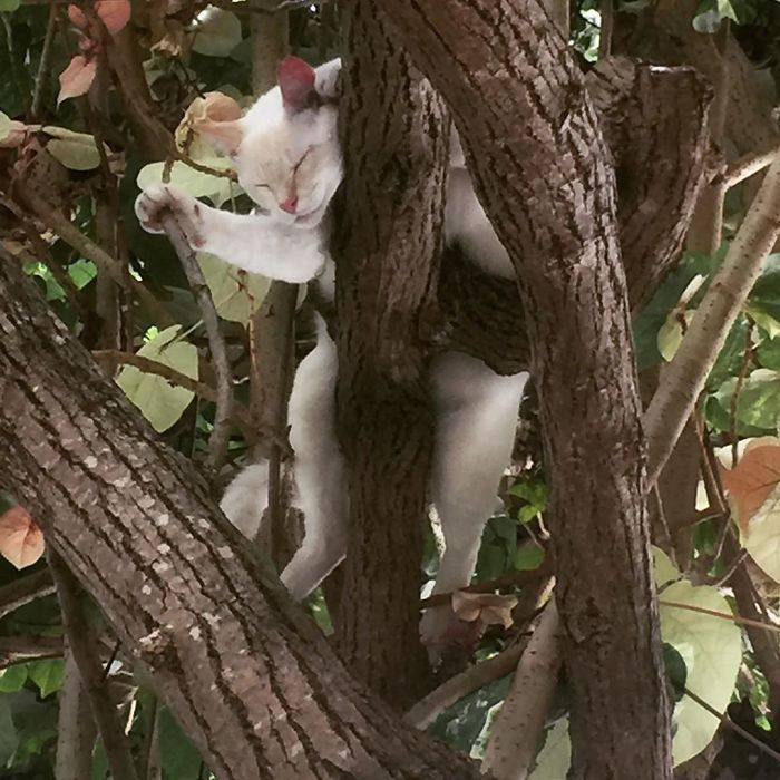 34 gatos que dominam a arte de dormir nas árvores 20