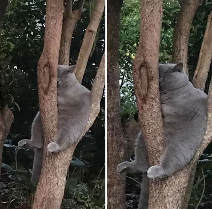 34 gatos que dominam a arte de dormir nas árvores 21