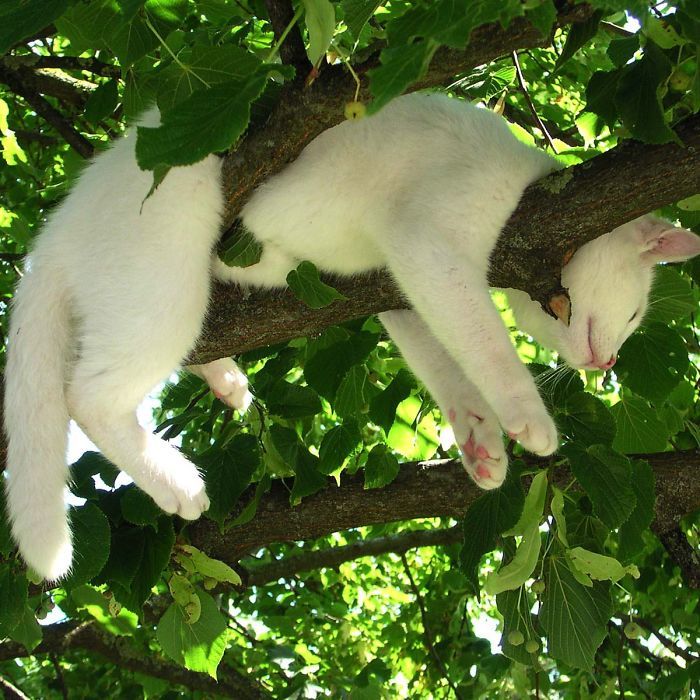 34 gatos que dominam a arte de dormir nas árvores 22