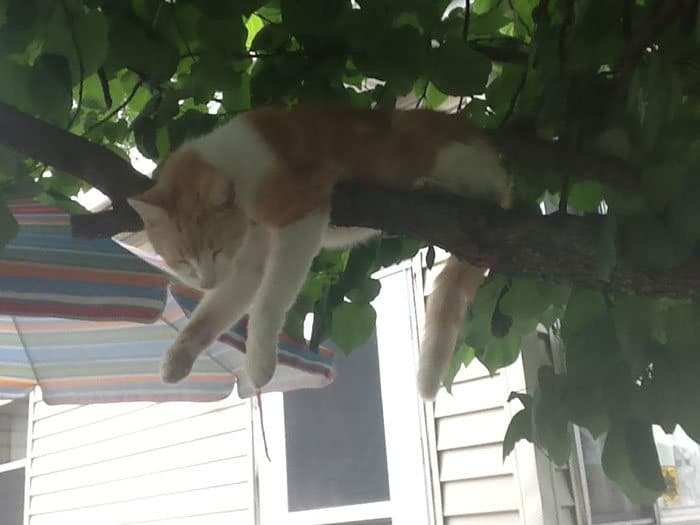 34 gatos que dominam a arte de dormir nas árvores 23