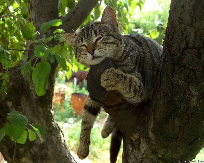 34 gatos que dominam a arte de dormir nas árvores 24