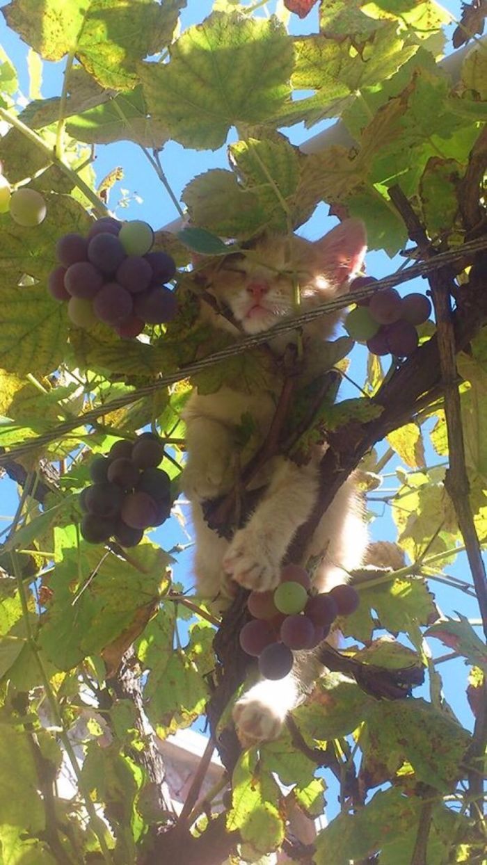34 gatos que dominam a arte de dormir nas árvores 25