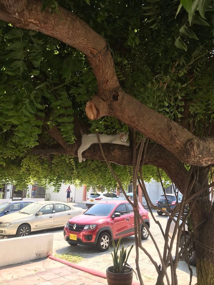 34 gatos que dominam a arte de dormir nas árvores 26