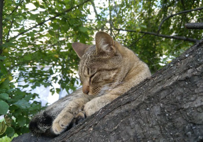 34 gatos que dominam a arte de dormir nas árvores 27
