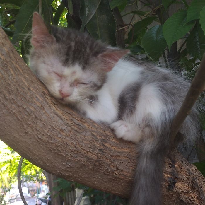 34 gatos que dominam a arte de dormir nas árvores 29