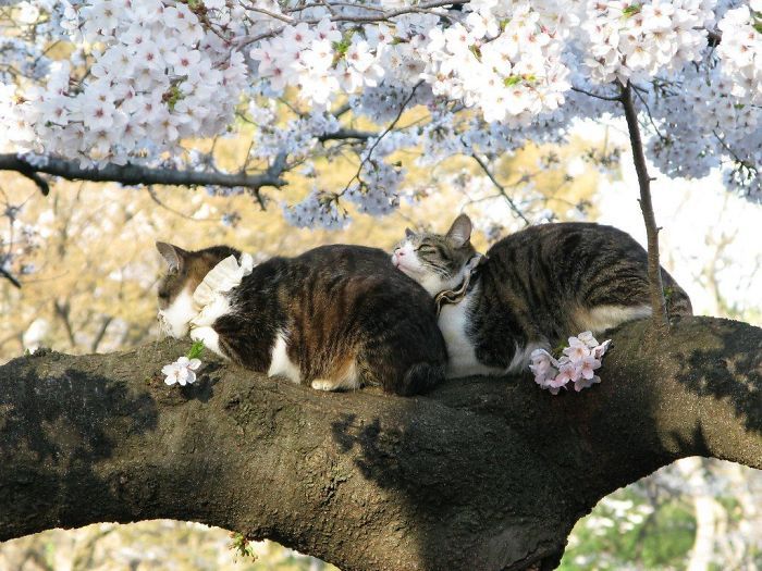 34 gatos que dominam a arte de dormir nas árvores 31