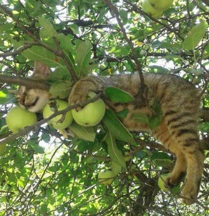 34 gatos que dominam a arte de dormir nas árvores 33
