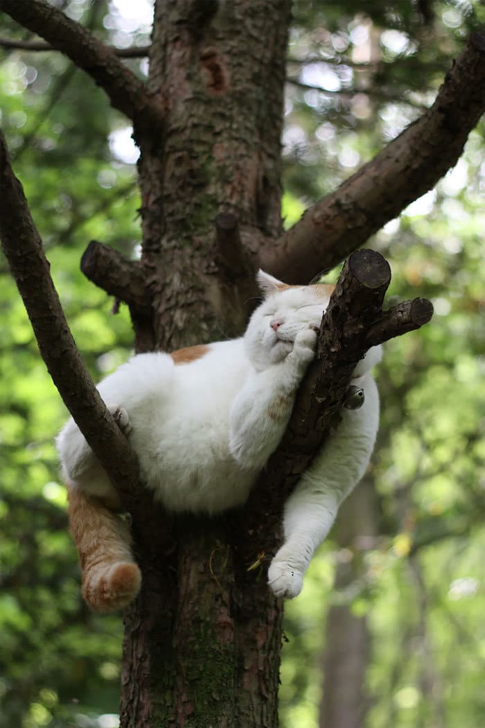 34 gatos que dominam a arte de dormir nas árvores 34