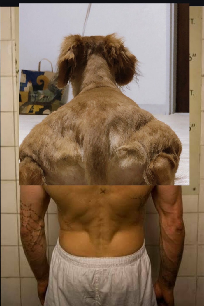 Alguém compartilhou uma foto de cachorro, e os mestres do Photoshop atacou de uma maneira hilária (16 fotos) 12