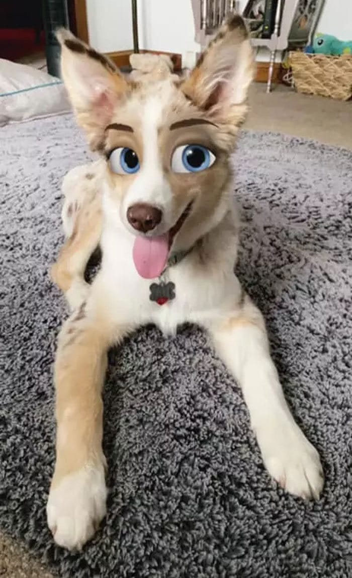 Este novo filtro Snapchat faz seu cachorro parecer um personagem da Disney (30 fotos) 3