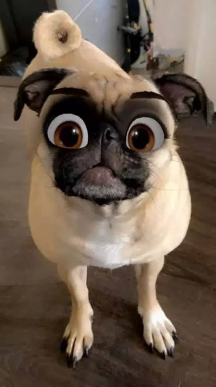 Este novo filtro Snapchat faz seu cachorro parecer um personagem da Disney (30 fotos) 5