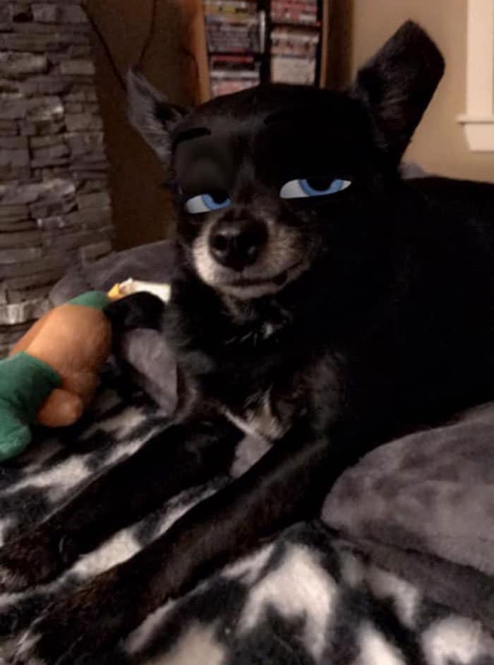 Este novo filtro Snapchat faz seu cachorro parecer um personagem da Disney (30 fotos) 11