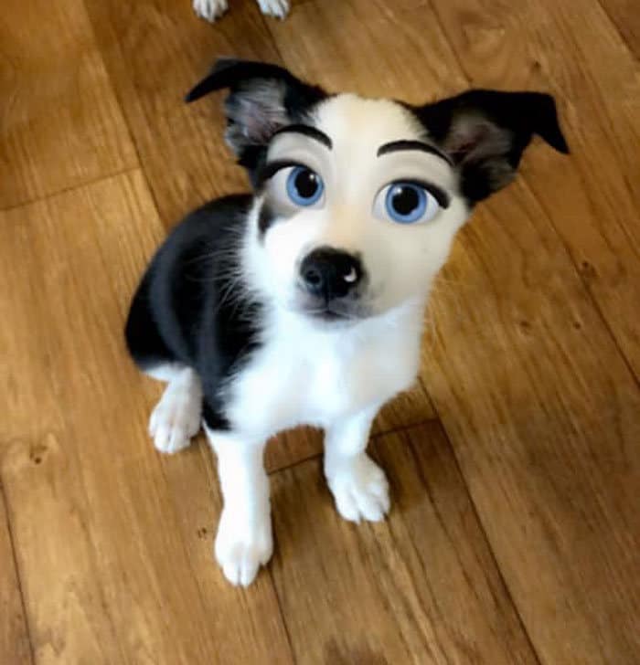 Este novo filtro Snapchat faz seu cachorro parecer um personagem da Disney (30 fotos) 12