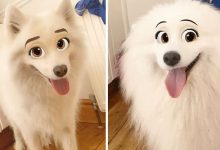 Este novo filtro Snapchat faz seu cachorro parecer um personagem da Disney (30 fotos) 10