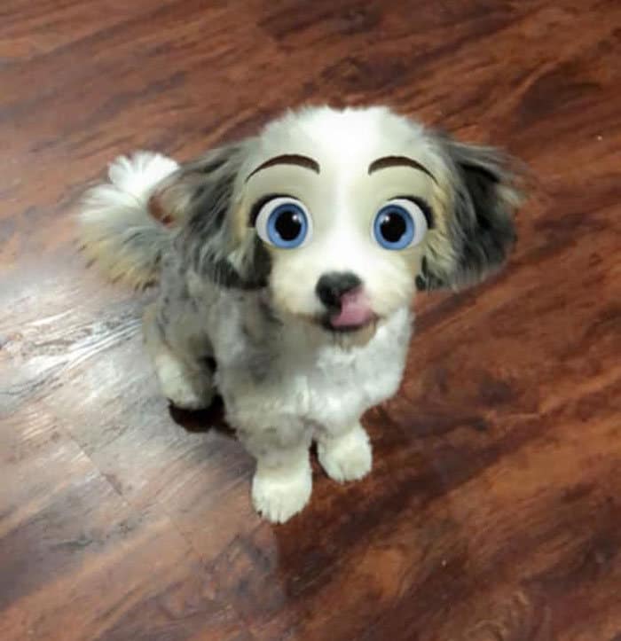 Este novo filtro Snapchat faz seu cachorro parecer um personagem da Disney (30 fotos) 24