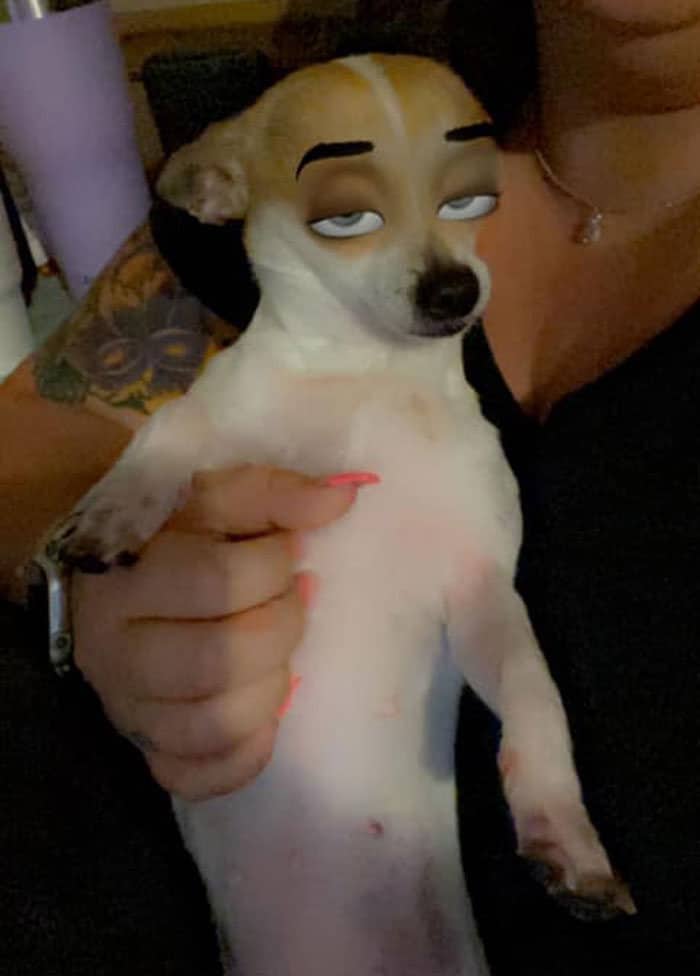 Este novo filtro Snapchat faz seu cachorro parecer um personagem da Disney (30 fotos) 26