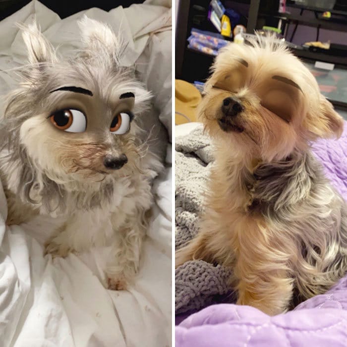 Este novo filtro Snapchat faz seu cachorro parecer um personagem da Disney (30 fotos) 27